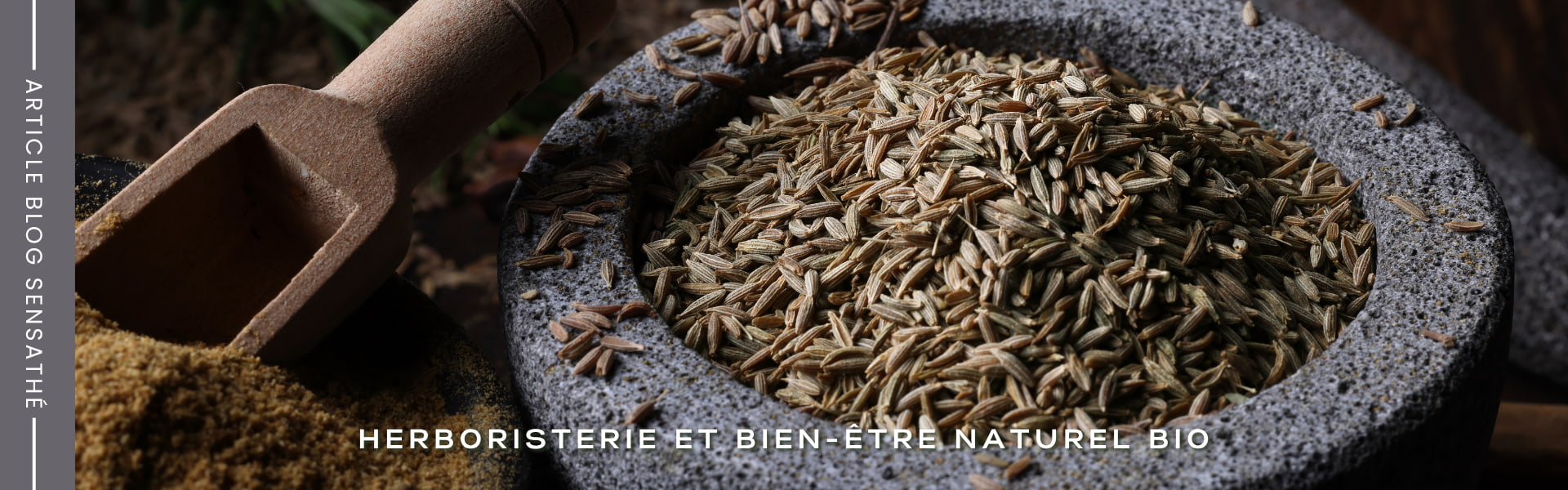Cumin, plante antispasmodique naturelle - Herboristerie Sensathé